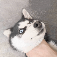 xzy 的头像